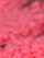 (Fuchsia)