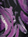 (Purple)